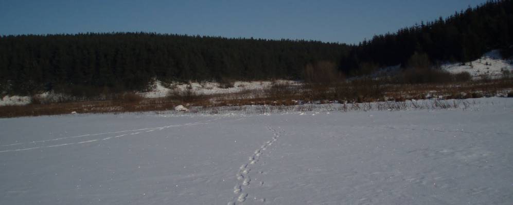 
            Фотография Синевцы