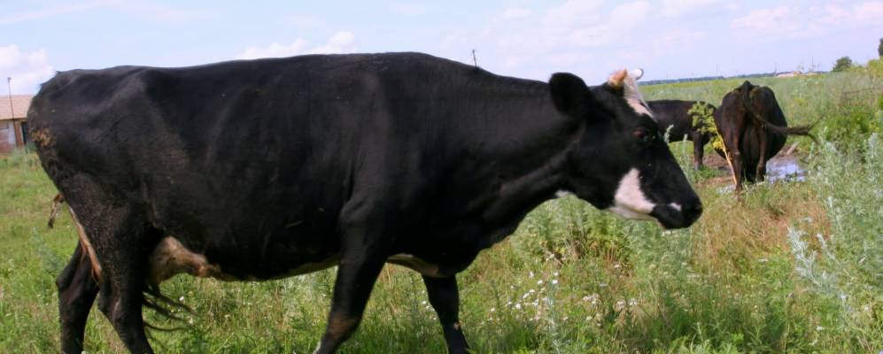 
            Фотография Александрово-Марково