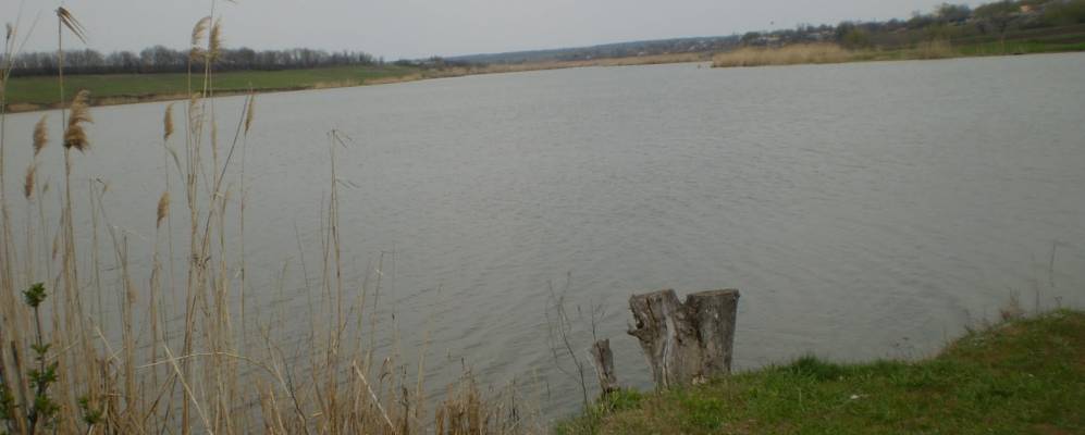 
            Фотография Барвинка