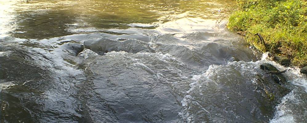 
            Фотография Лозы