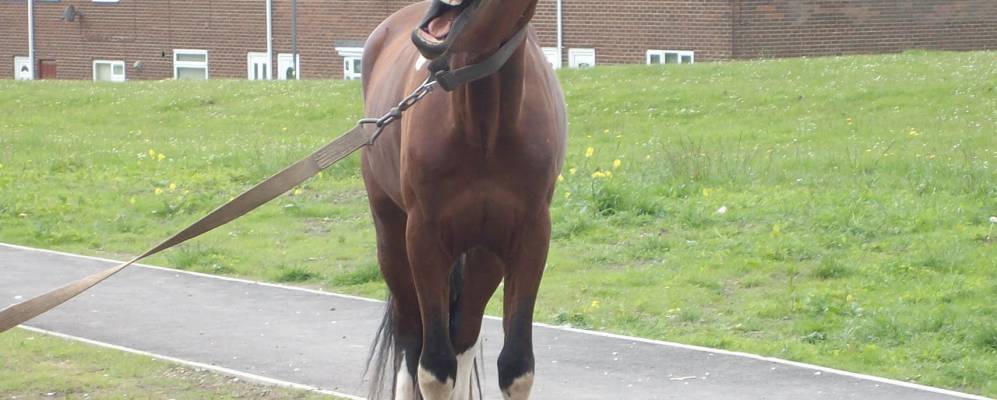 
            Фотография Вингэйта