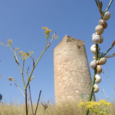 Кан-Пикафорт