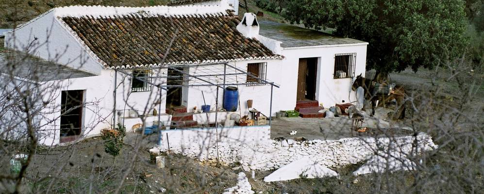 
            Фотография Фрихилианы