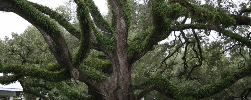 
            Фотография Ричмонда