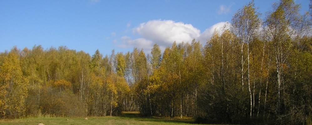 
            Фотография Петровского