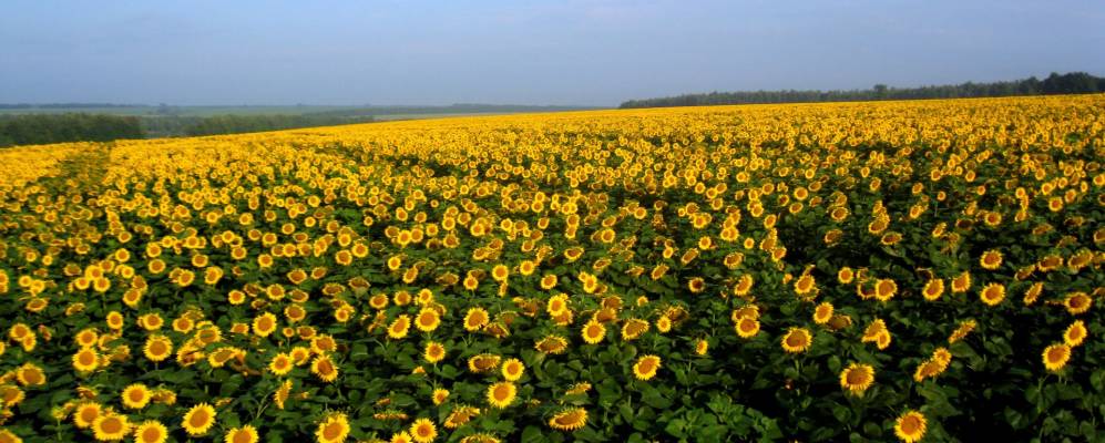 Фотография Василе-Устимовки