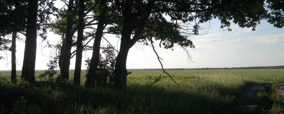 
            Фотография Хлопковки