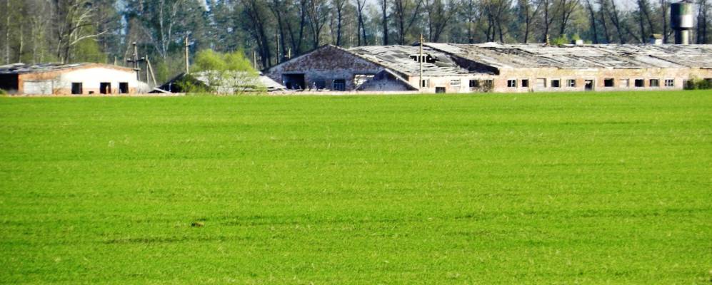 
            Фотография Лужки