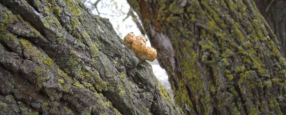 
            Фотография Юного Пахаря