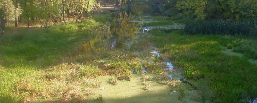 
            Фотография Липчанки