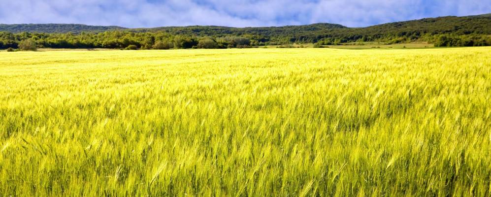 
            Фотография Косаковки