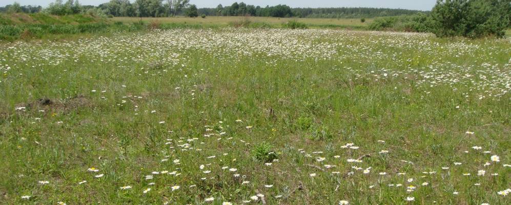 
            Фотография Черняховки