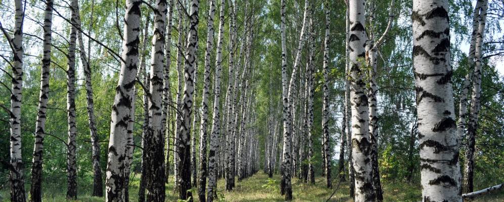 
            Фотография Крупников