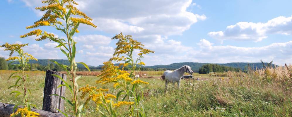 
            Фотография Стожка