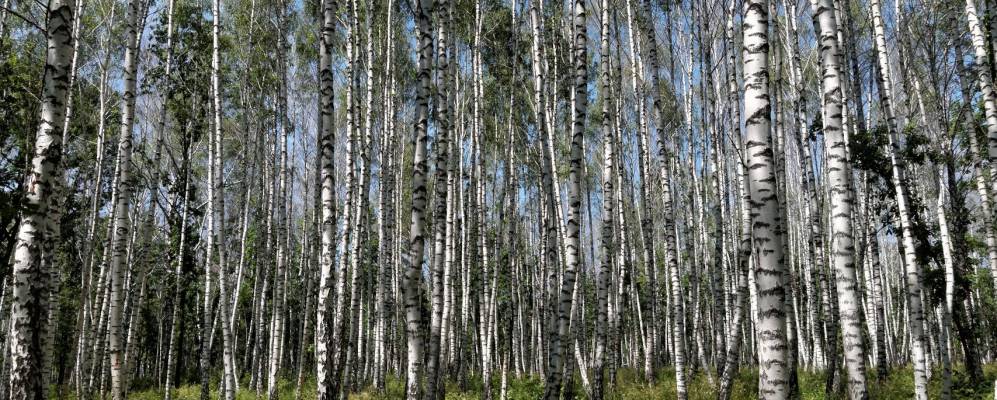 Фотография Метелкино