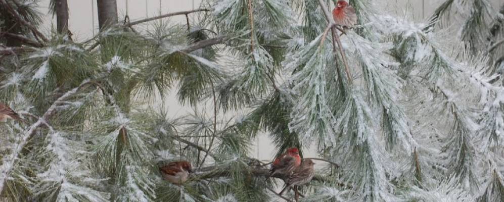 
            Фотография Карроллтона