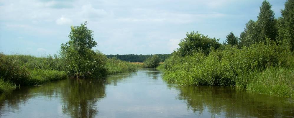 
            Фотография Цветянки