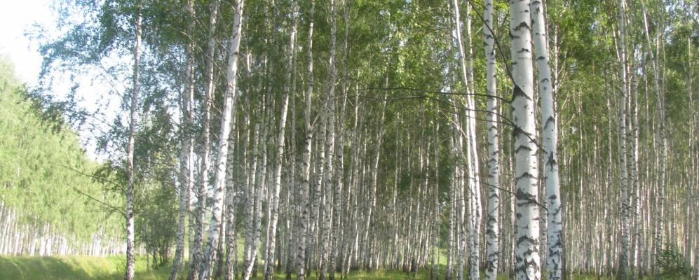 
            Фотография Васильевского