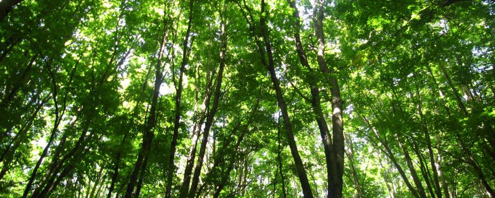 
            Фотография Гамбарье-д'Аспромонте