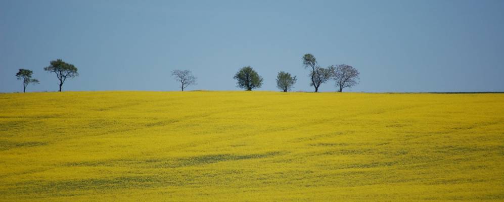 
            Фотография Паназоля
