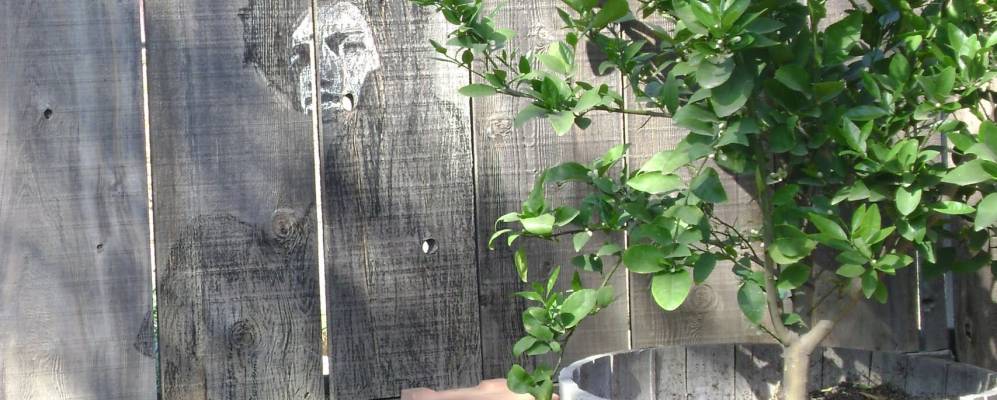 
            Фотография Армоны