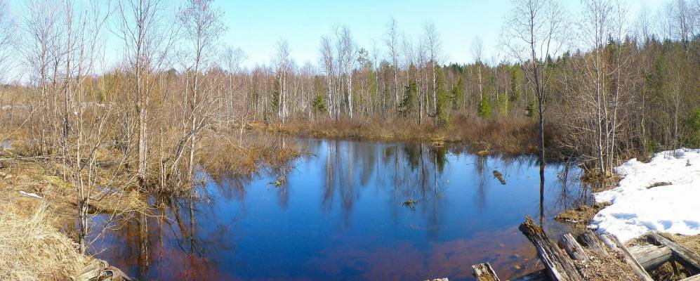 
            Фотография Сосновки