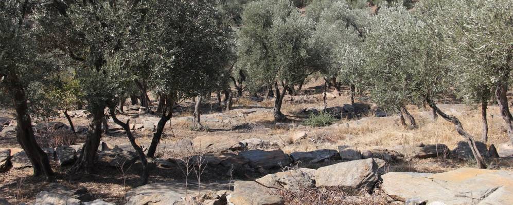  Фотография Оздере