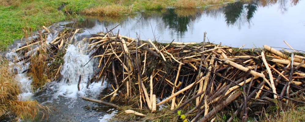 Фотография Рудни