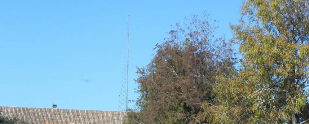 
            Фотография Плантации