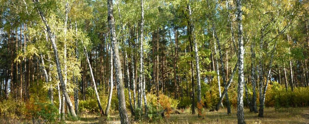 
            Фотография Подлесного