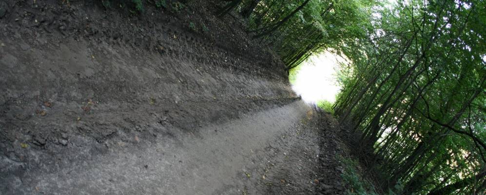 
            Фотография Гоноратки