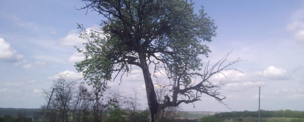 
            Фотография Гусачевки