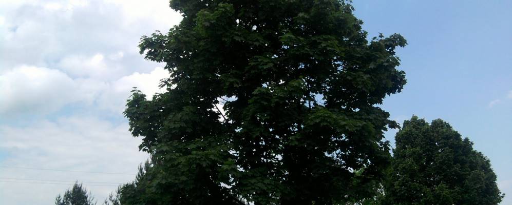 
            Фотография Бущи