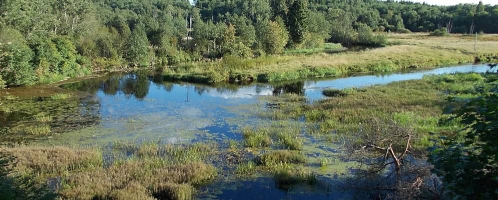 
            Фотография Песчанки