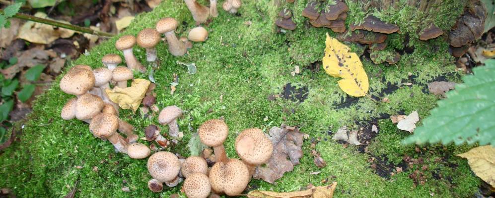 Фотография Круглой Поляны