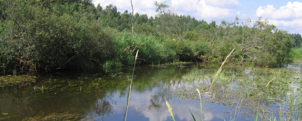 
            Фотография Ширяевo