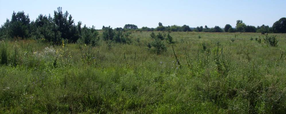 
            Фотография Ягодного