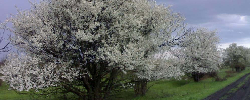 
            Фотография Перше Травни