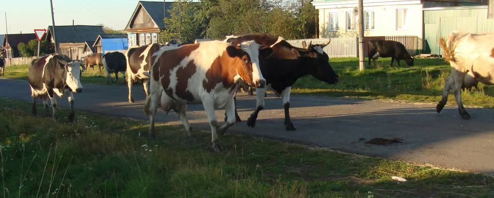 
            Фотография Русских Тимяшей