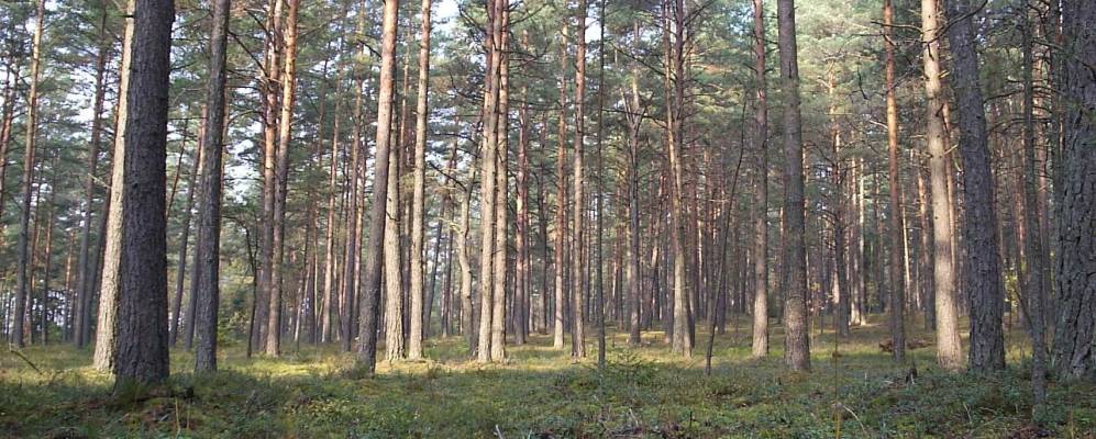 Фотография деревни Боярновичи