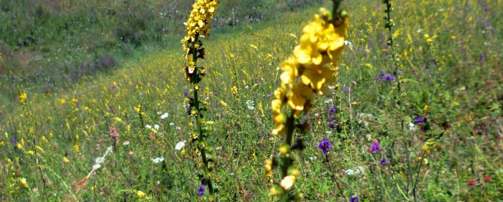 
            Фотография Булат-Елги