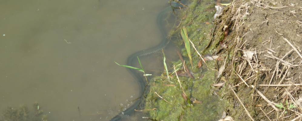 Фотография Полибино