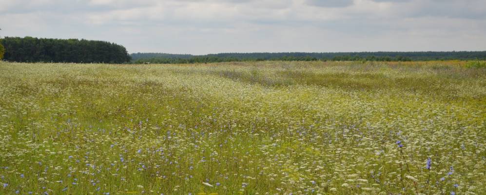 
            Фотография Редкодубы