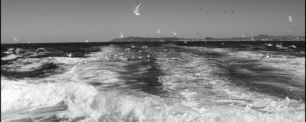 Фотография Белларии