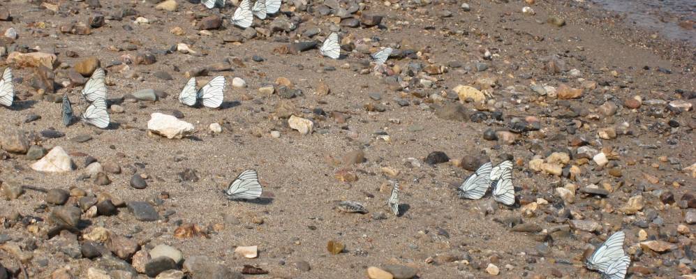 
            Фотография Звоза