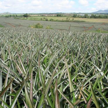 Малайбалай