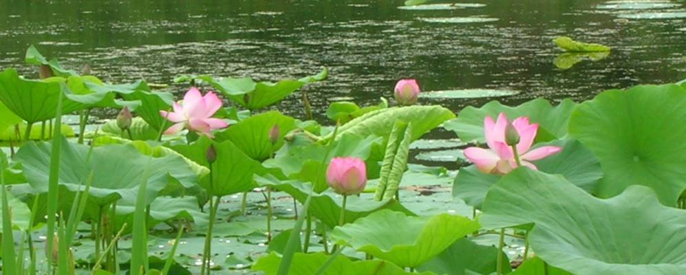 
            Фотография Ленино