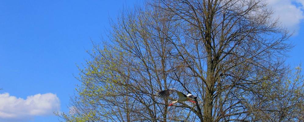 
            Фотография Булгаково