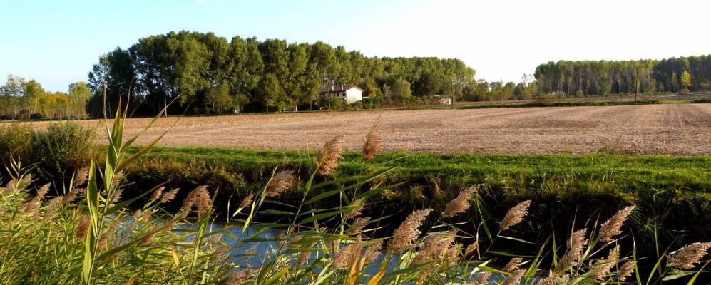 
            Фотография Моргано