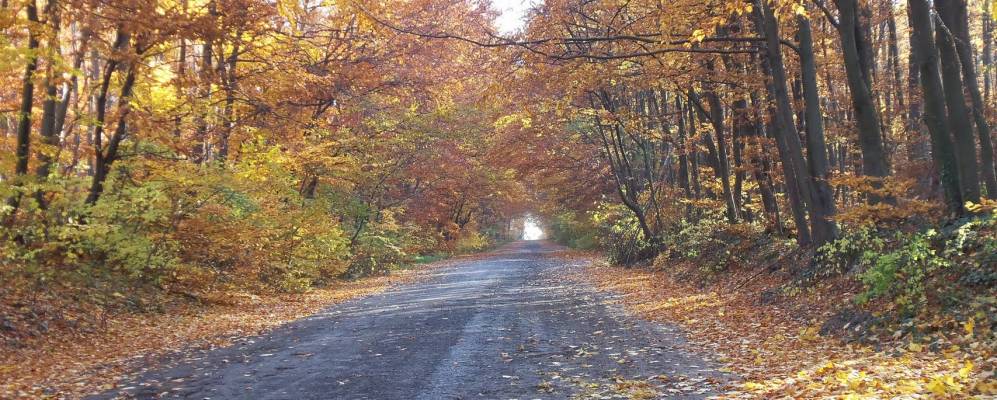 
            Фотография Салашки